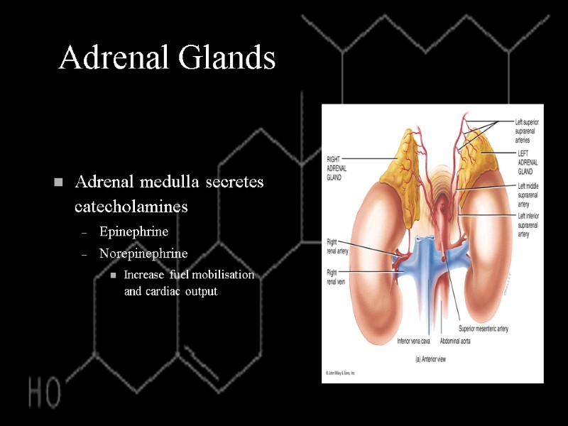 Adrenal Glands Adrenal medulla secretes catecholamines Epinephrine Norepinephrine Increase fuel mobilisation and cardiac output